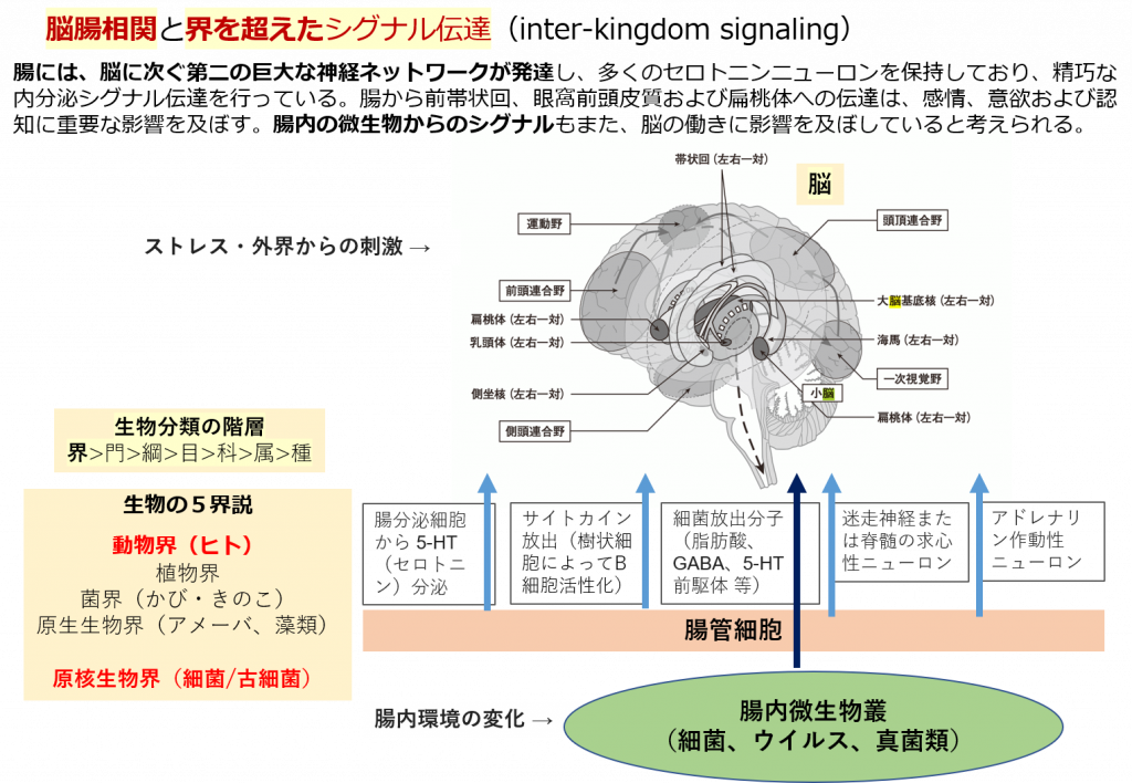図1：脳腸相関と界を超えたシグナル伝達